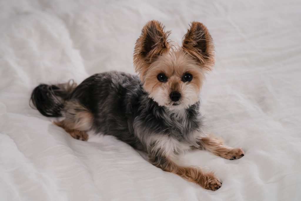 a small dog laying on top of a white bed